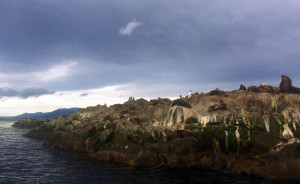 Ushuaia - Canal de Beagle - La isla de los lobos